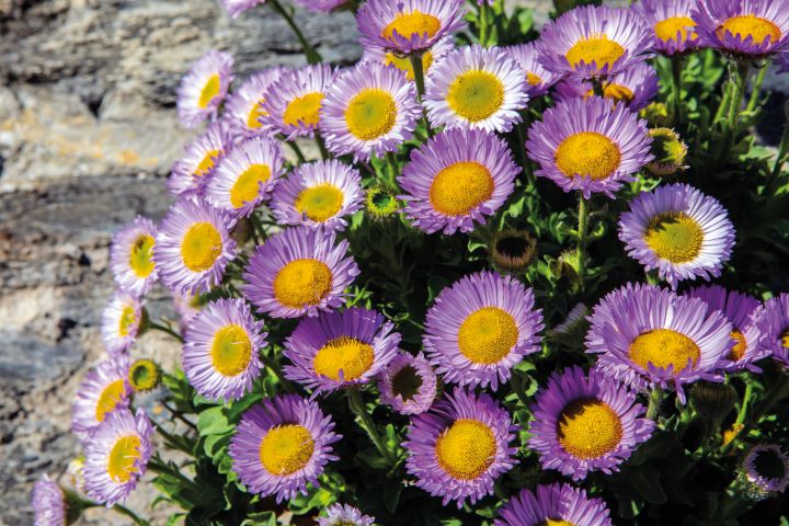 Aster sp