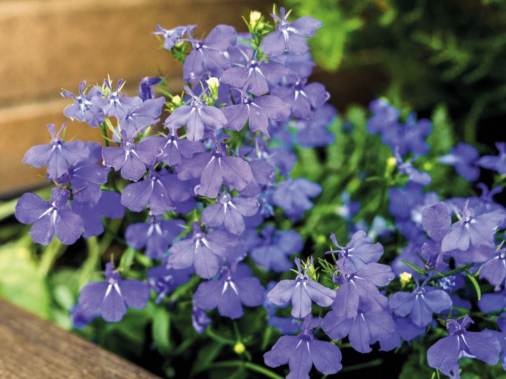 Lobelia