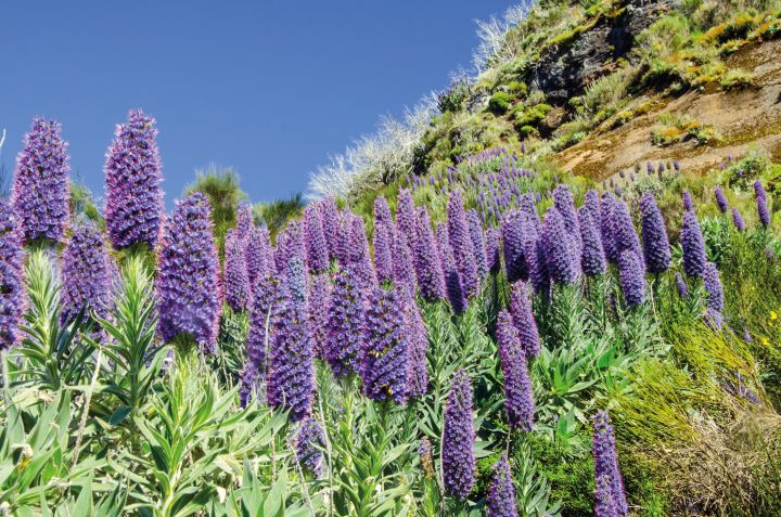 Echium candicans