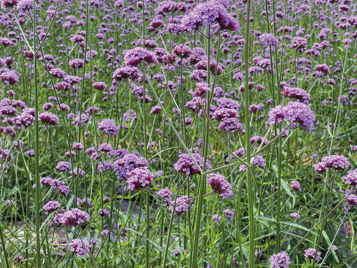 VERBENA