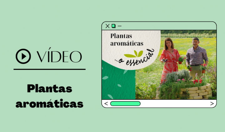 Plantas aromáticas... o essencial