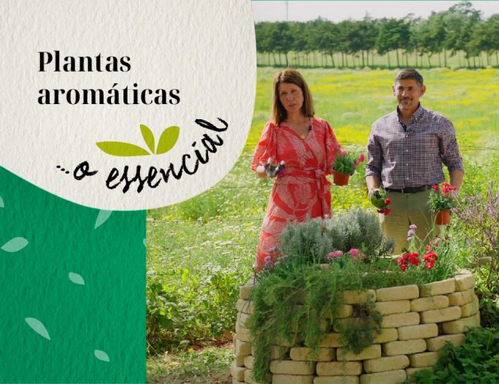 plantas aromáticas... o essencial