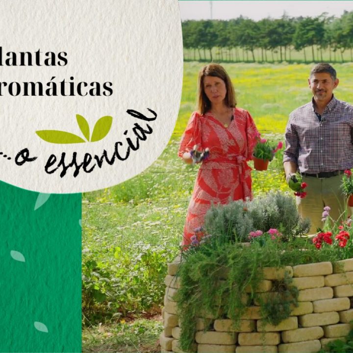 Plantas aromáticas… o essencial