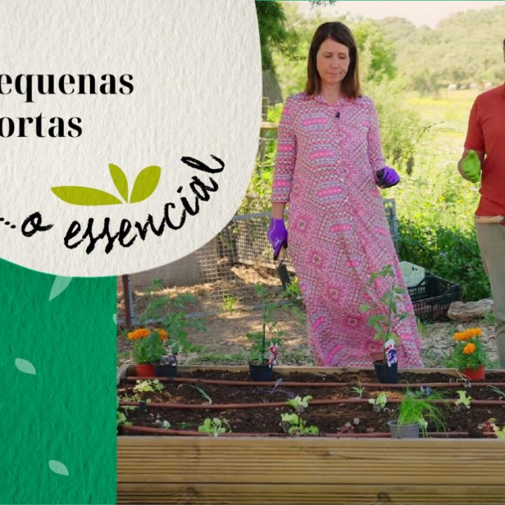 Pequenas hortas… o essencial
