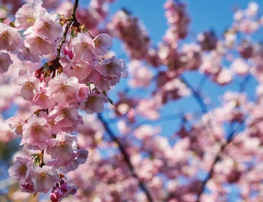 cerejeira prunus avium