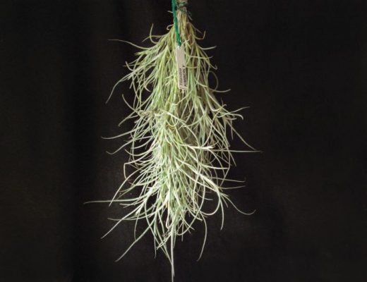 Tillandsia Kimberly