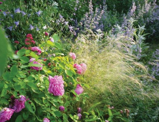 Rosa LaReine, Aquilegia, Stipa, Nepeta'Six Hills Giant'