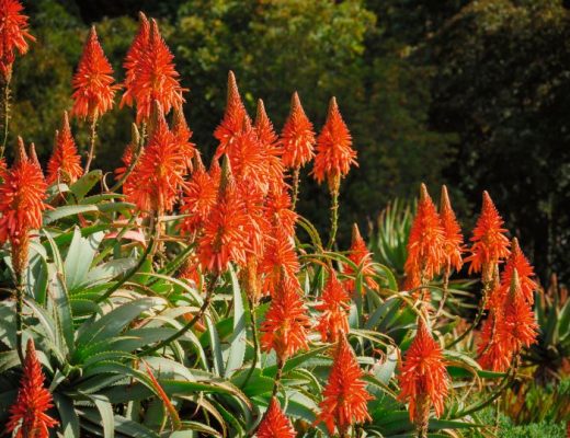 Aloe arborescens