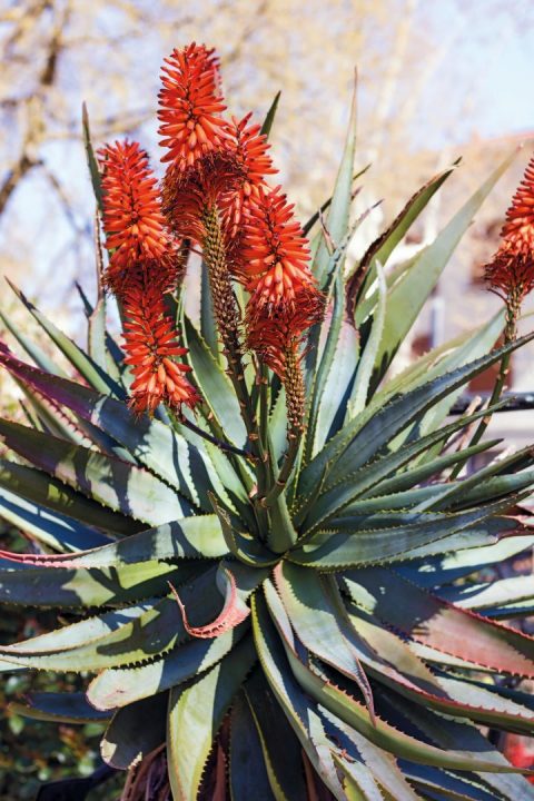 Aloe Marlothii