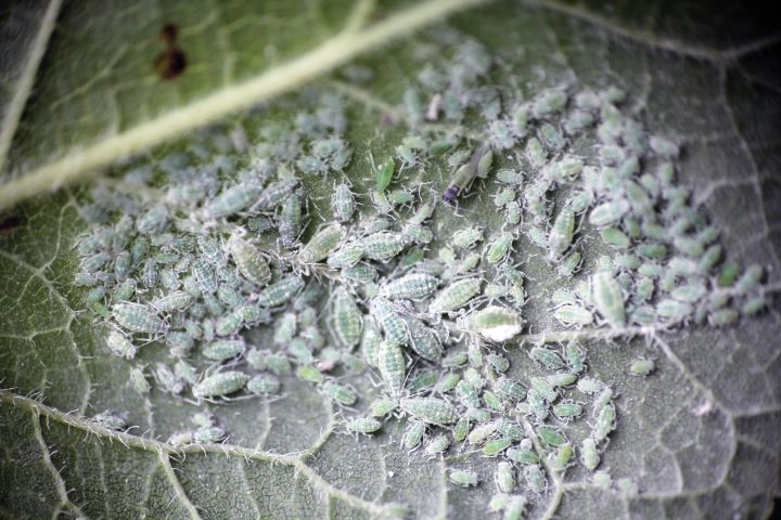 Hyalopterus pruni – Piolho farinhento