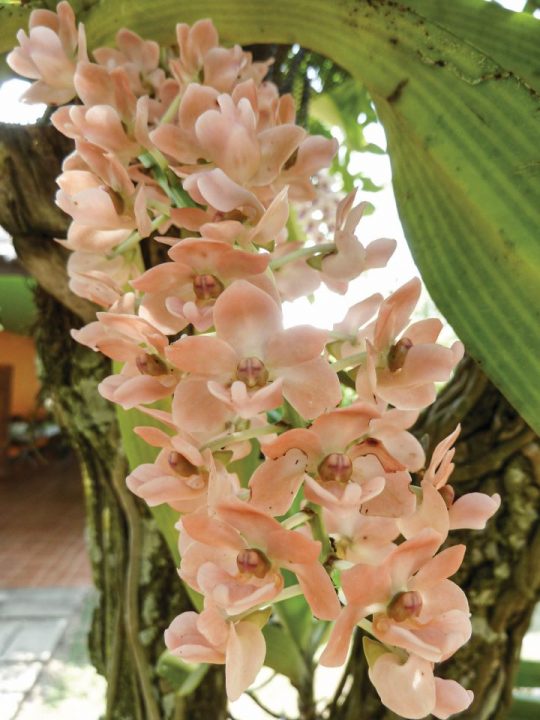Rhynchostylis pêssego