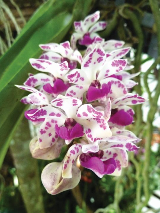 Rhynchostylis rosa e branco