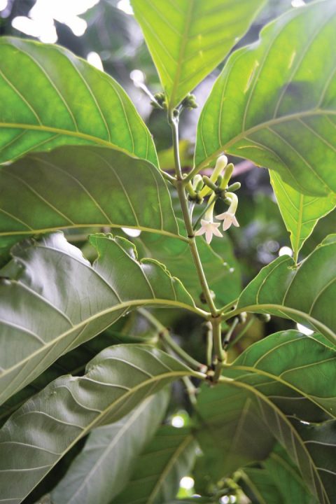 Planta do café
