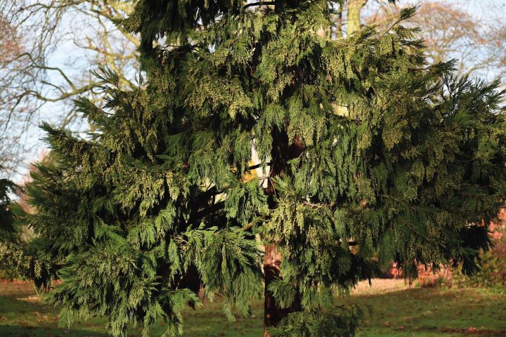 Cedro-da-califórnia (Calocedrus decurrens)