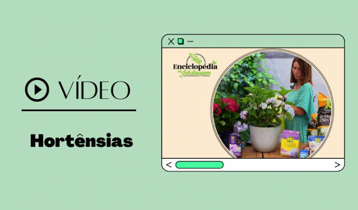 Vídeo hortênsias: enciclopédia de jardinagem