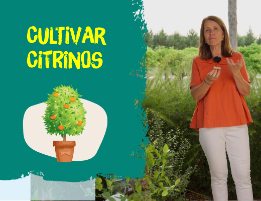 cultivar citrinos video