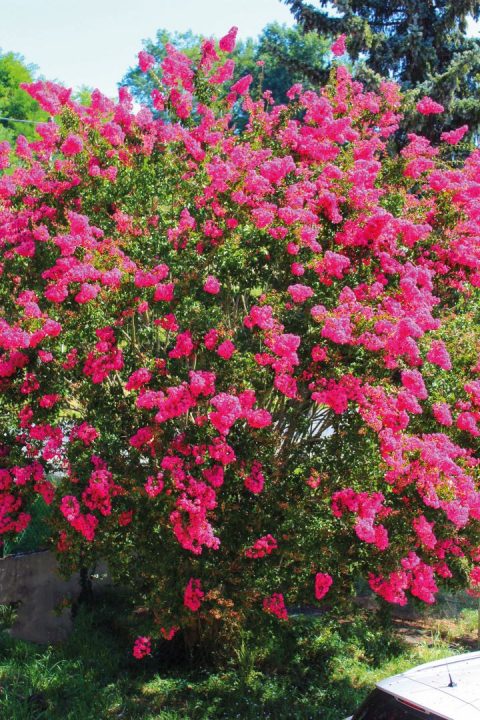 Lagerstroemia