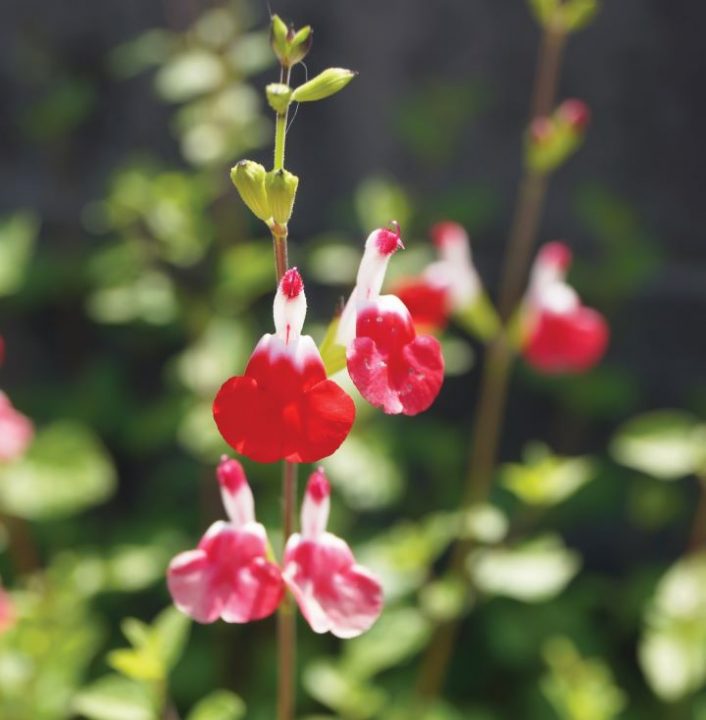 Salvia microphylla