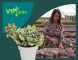 video Viplants: suculentas