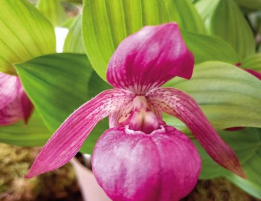 Cypripedium Henric