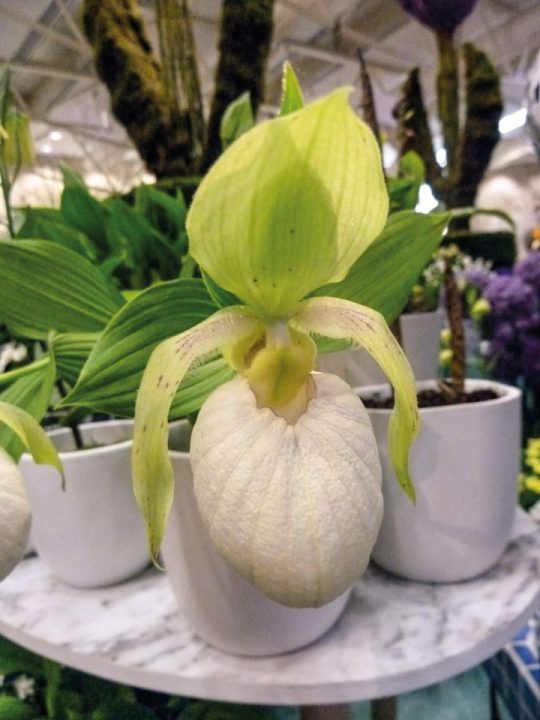 Cypripedium Queen of the Mist