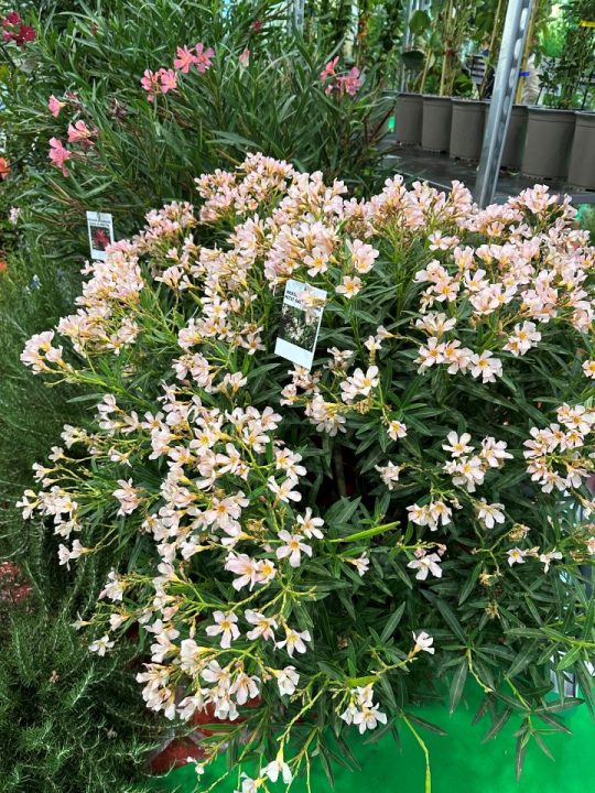 NERIUM OLEANDER PETIT SALMON NANA