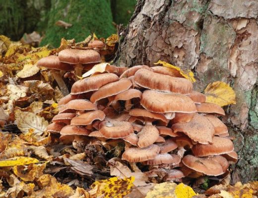 fungo: Armillaria