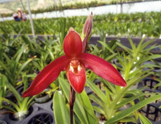 PHRAGMIPEDIUM