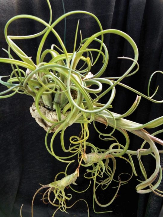 Tillandsia intermedia