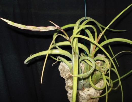 Tillandsia intermedia