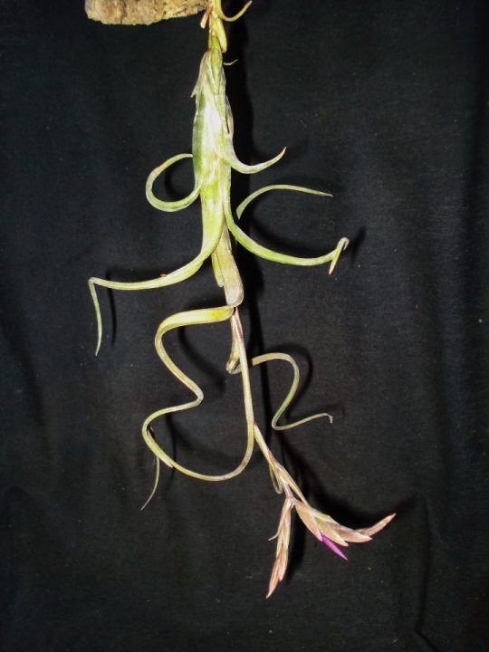 Tillandsia intermedia