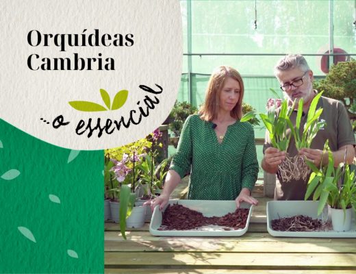 video Orquídeas Cambria... o essencial