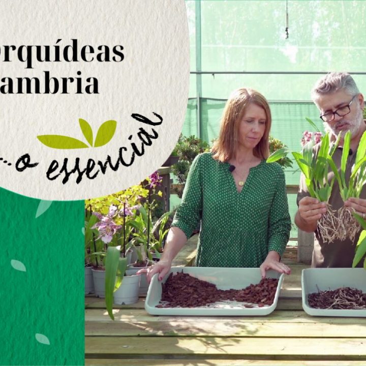 Orquídeas Cambria… o essencial