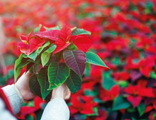 poinsettia (Euphorbia pulcherrima)