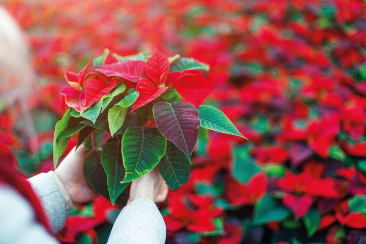 poinsettia (Euphorbia pulcherrima)