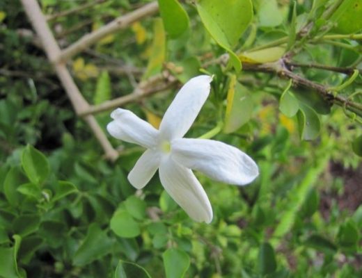 Plantas endémicas da Madeira: Jasminum azoricum