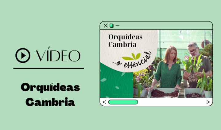 video orquideas cambria... o essencial