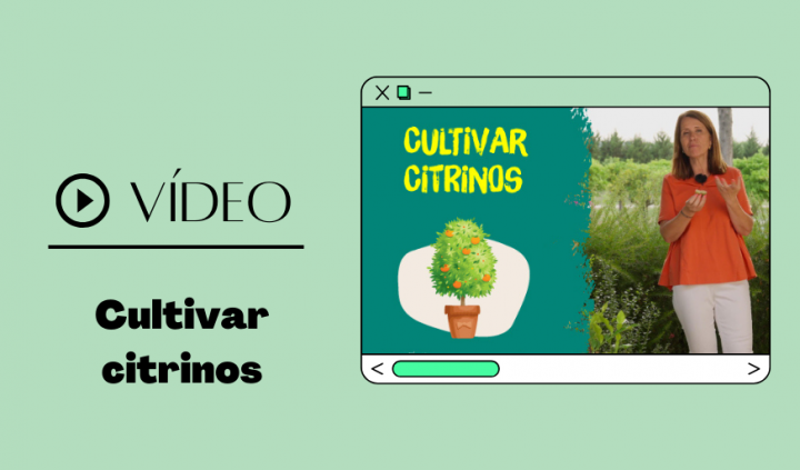 video cultivar citrinos destaque