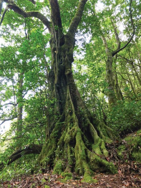 Til (Ocotea foetens)-Mata da lagoa do Congro