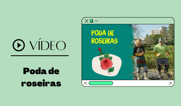 video poda de roseiras