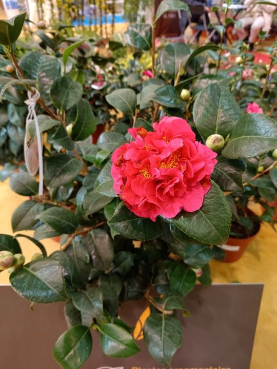 CAMELIA