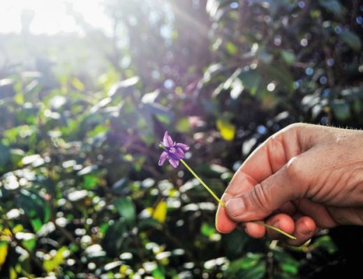 violetas da serra da estrela