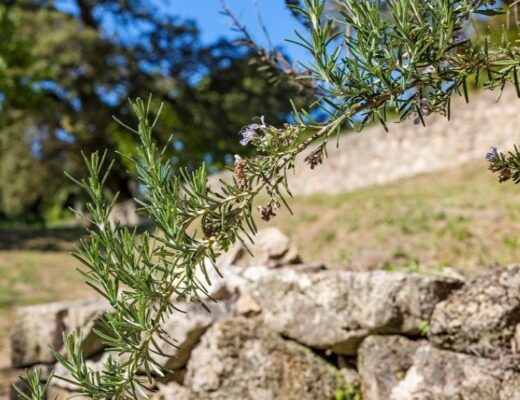 Plantas aromáticas
