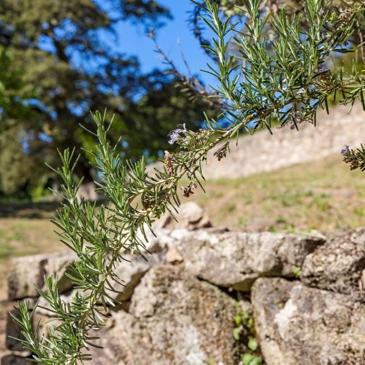 Plantas aromáticas