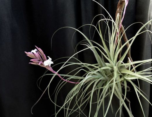 Tillandsia straminea