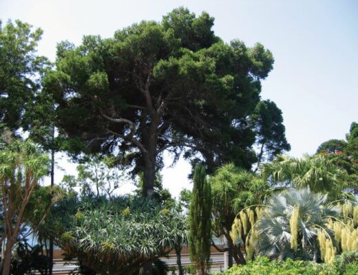 jardim do aeroporto da ilha da madeira