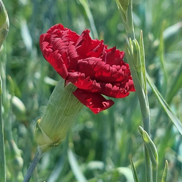 Cravo vermelho