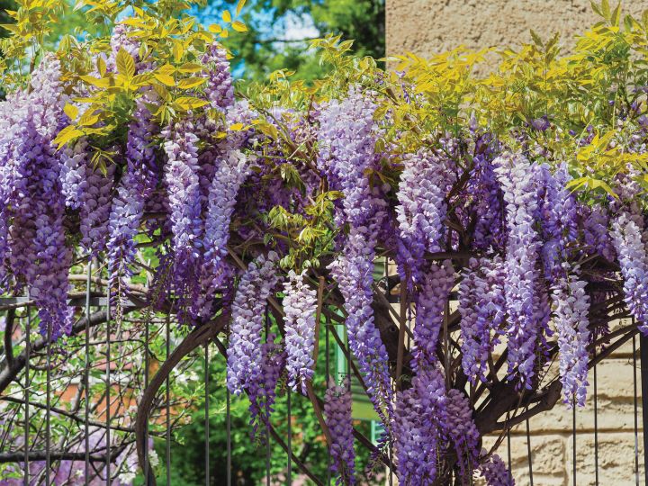 glicínia em flor