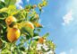 Limoeiro - Citrus limon