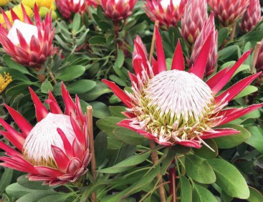 Flores de Protea little prince